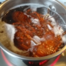 茹で方とさばき方 伊勢海老の塩ゆで レシピ 作り方 By Startrek 楽天レシピ 茹で方とさばき方 伊勢海老の塩ゆで レシピ 作り方 By Startrek 楽天レシピ